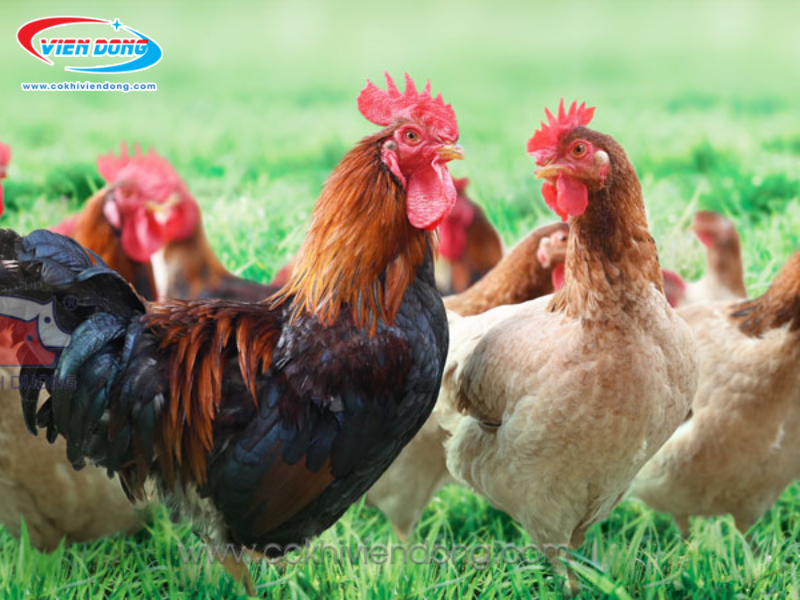 máy vặt lông gà máy vặt lông gà