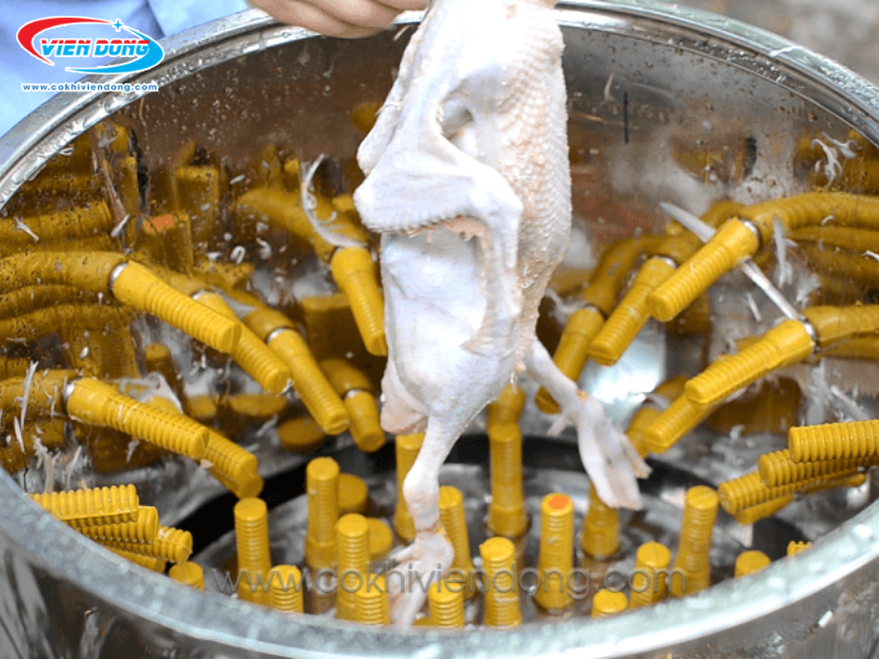 Núm cao su máy vặt lông gà