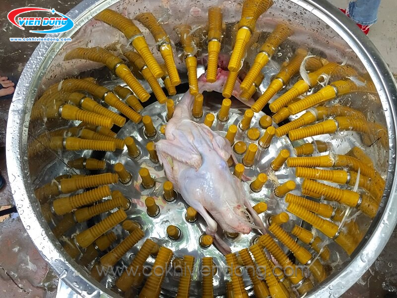 Núm cao su máy vặt lông gà